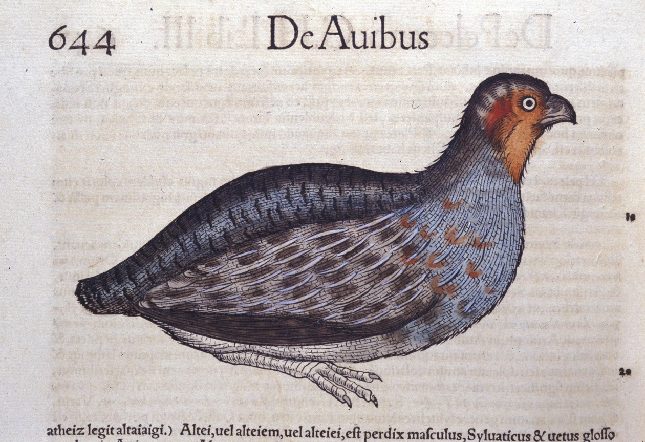 La perdrix dans Historia Animalium de Conrad Gesner, Tiguri - Unknown artist