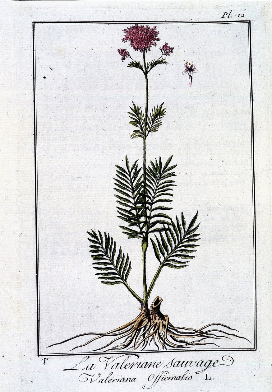 La valériane sauvage - dans «Exercice de botanique à l
