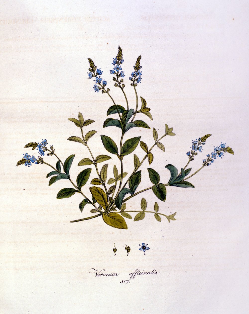 La véronique. Gravure du XIXe siècle - Unknown artist