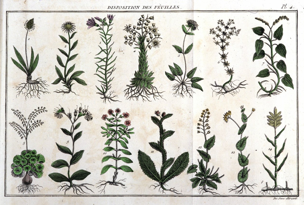 Disposition des feuilles : dans « Flora Françoise, ou brève description de toutes les plantes qui croissent naturellement en France, arrangées selon une nouvelle méthode d