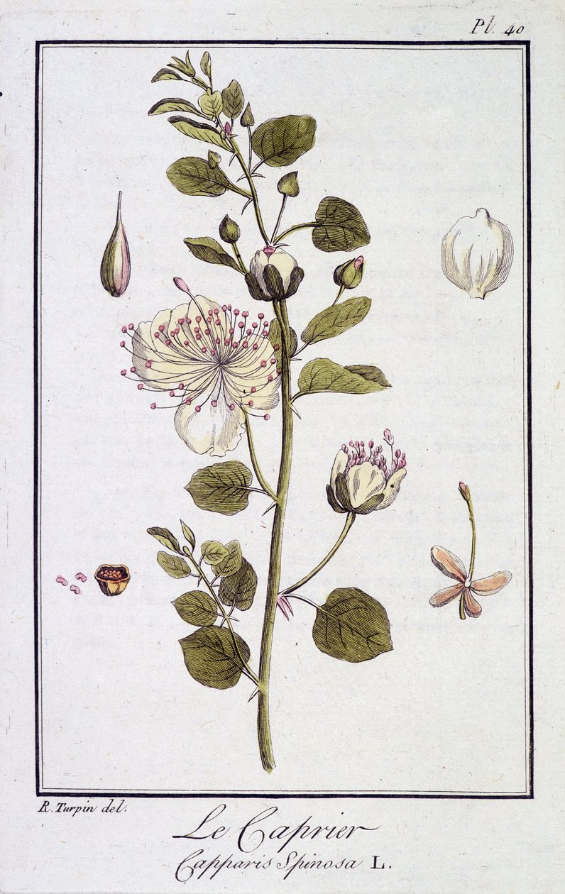 Le Caprier (Capparis Spinosa) - dans "Exercises de botanique à l