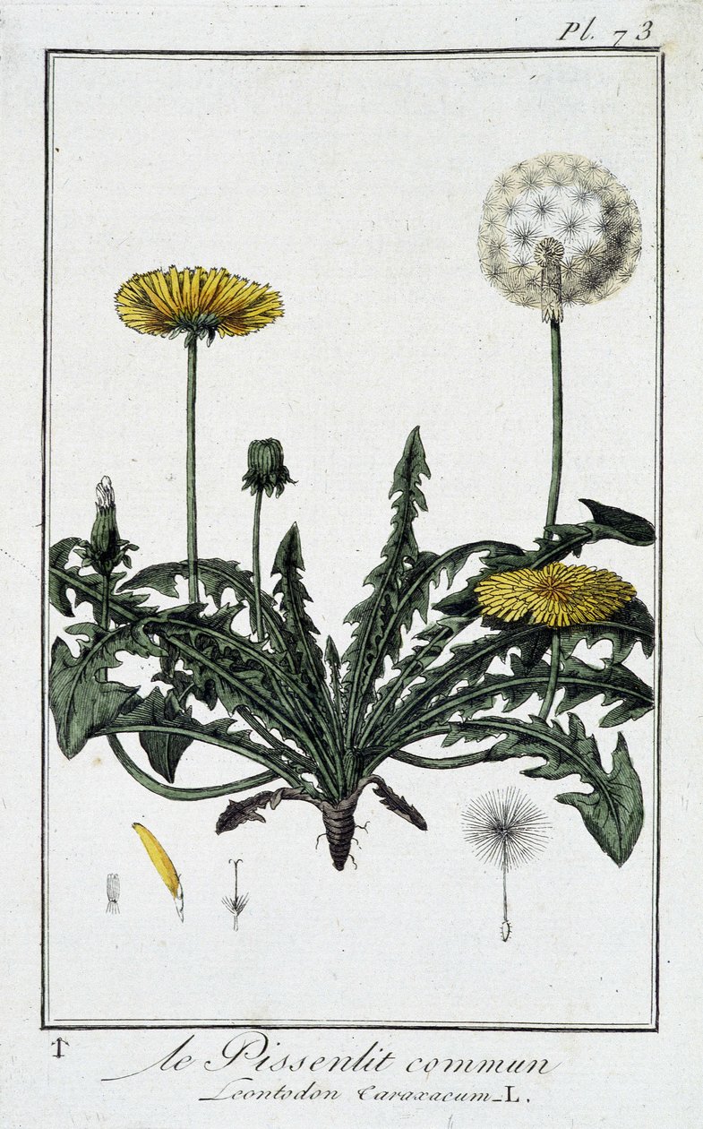 Le pissenlit commun (Leontodon caraxacum) - dans «Exercices de botanique à l