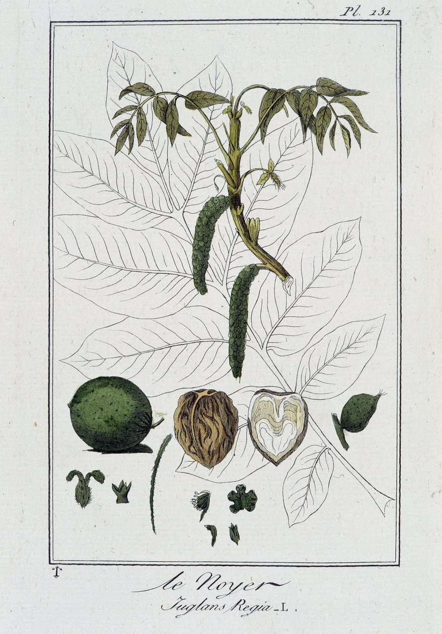 Le Noyer (Juglans Regia) - dans "Exercises de botanique à l
