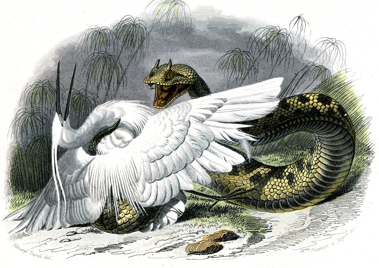 Le céraste (Vipera cerastes) - Planche de l