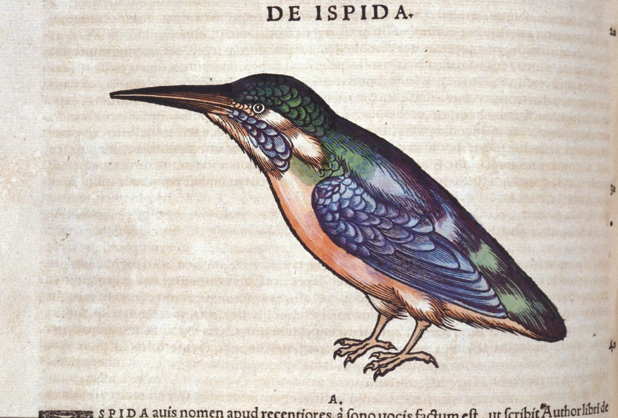 Le guêpier dans Historia Animalium de Conrad Gesner (1516 - 1565), Tiguri - Unknown artist