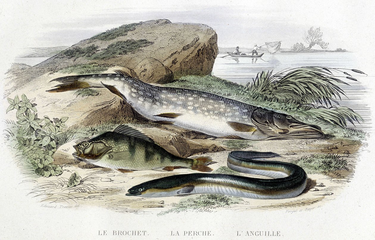 Le brochet, la perche et l