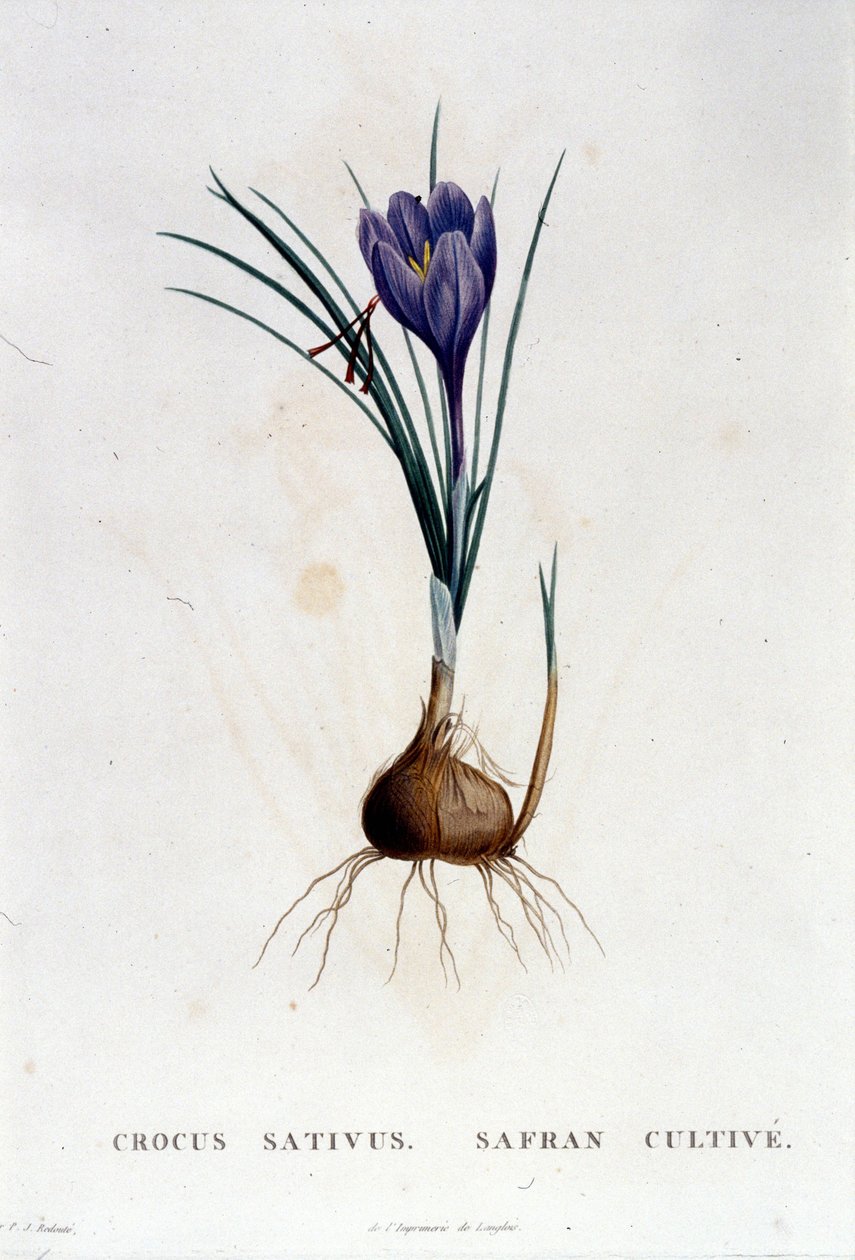 Le safran (Crocus sativus) d