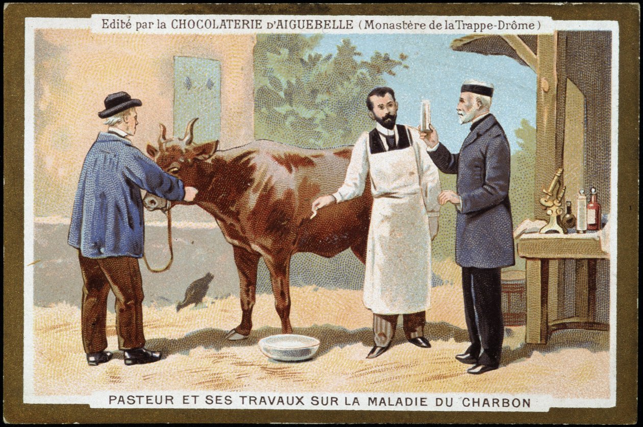 Louis Pasteur et son travail sur la maladie du charbon - étiquette publicitaire des Chocolats d