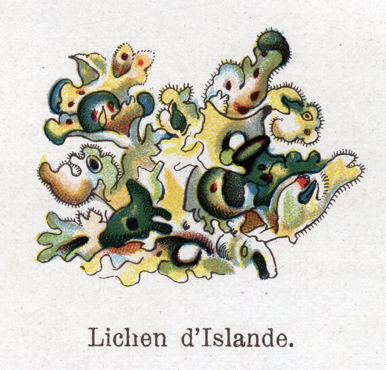 Plantes botaniques médicinales et alimentaires : lichen d
