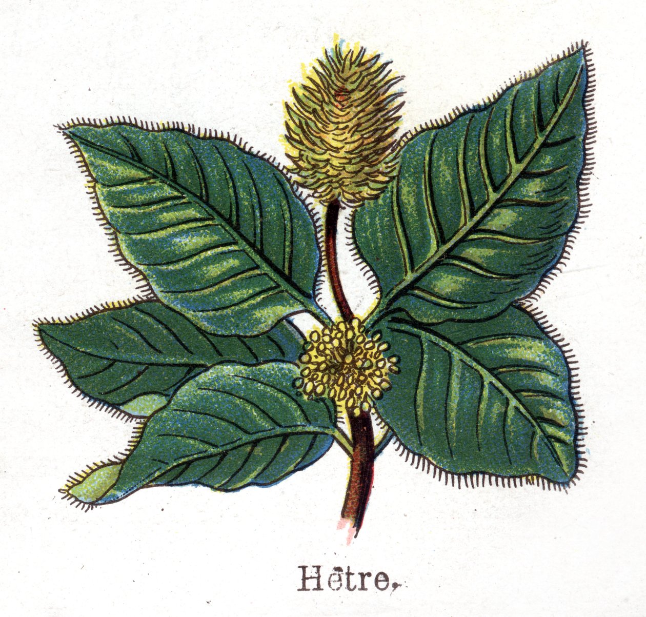 Plantes botaniques médicinales et alimentaires : hêtre. Gravure dans "La médication naturelle" de Friedrich Eduard Bilz (1842-1922) - Unknown artist