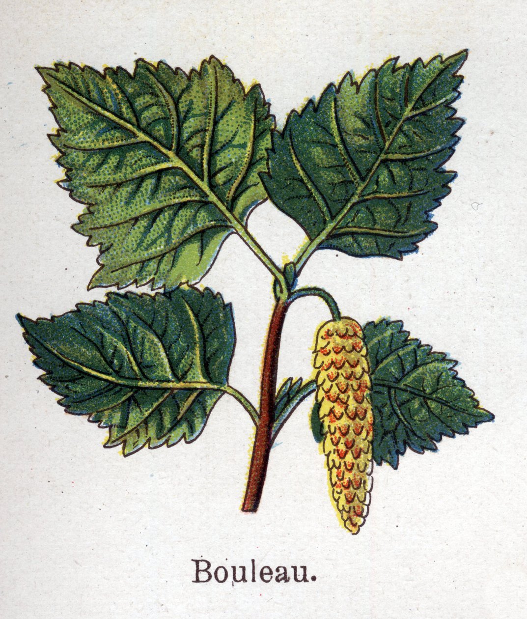 Plantes botaniques médicinales et alimentaires : bouleau. Gravure dans "La médication naturelle" de Friedrich Eduard Bilz (1842-1922) - Unknown artist