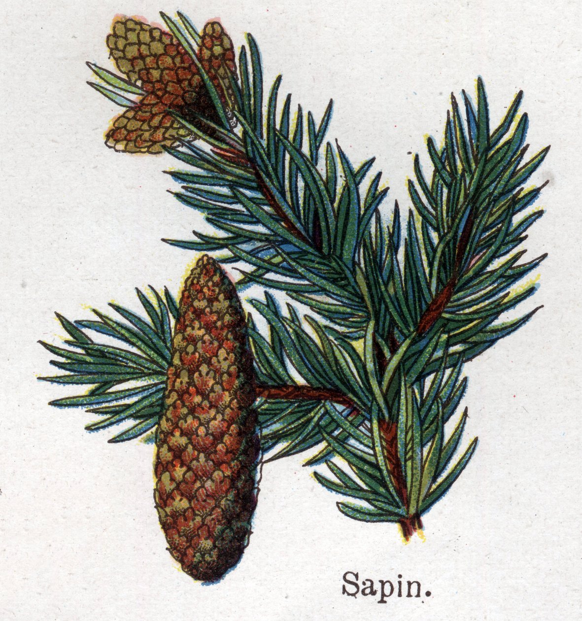 Plantes botaniques médicinales et alimentaires : sapin. Gravure dans "La médication naturelle" de Friedrich Eduard Bilz (1842-1922) - Unknown artist
