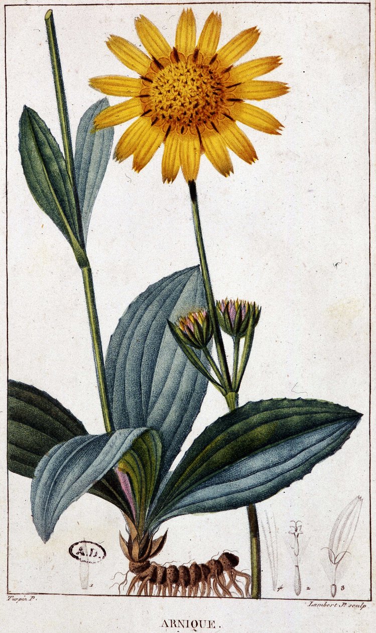 Plante médicinale : Arnic (ou arnica) - Unknown artist