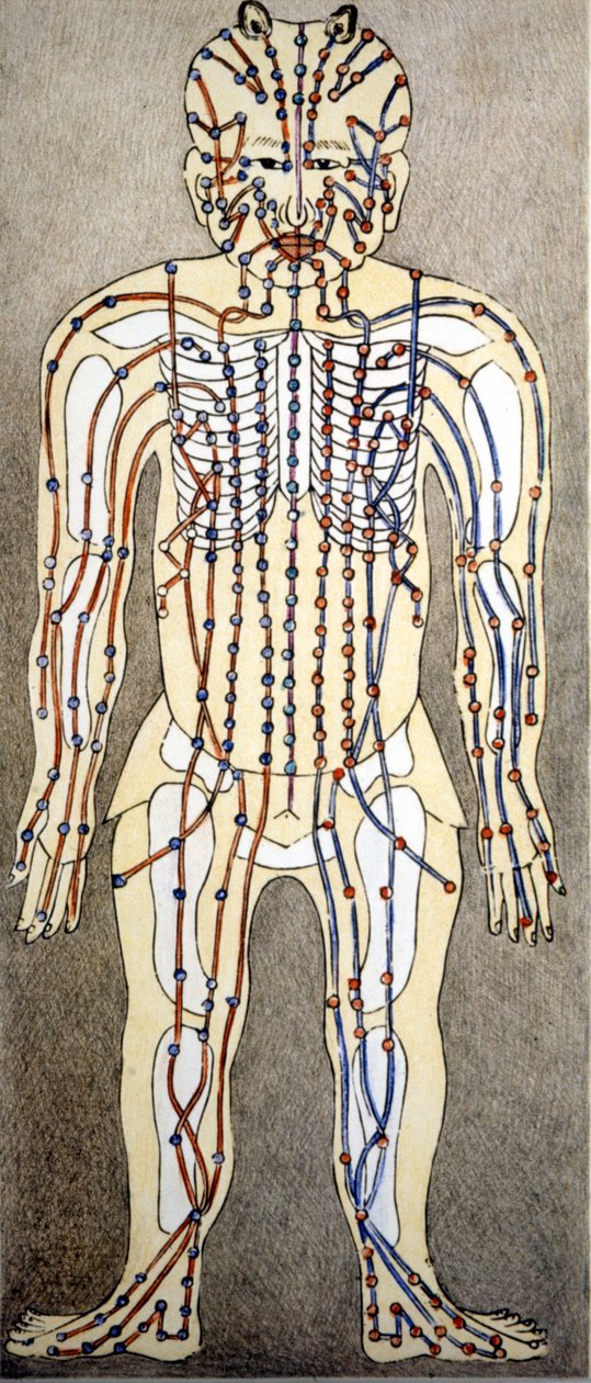 Médecine. Diagramme du corps humain d