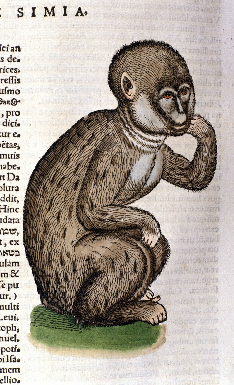 Singe d