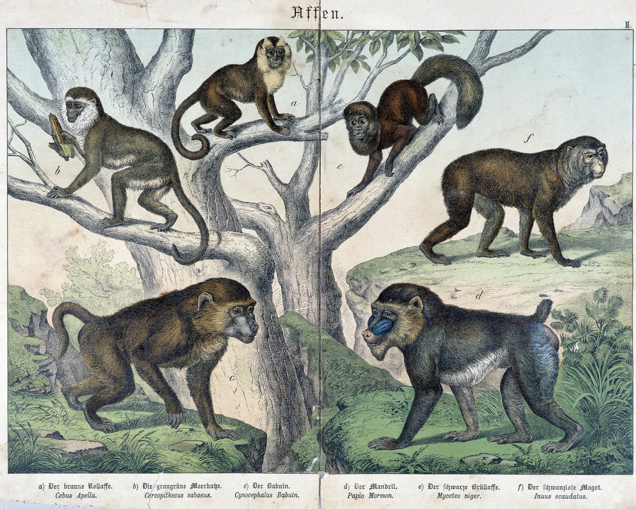 Singes: singes... - dans "Histoires naturelles des mammifères", éd. Schreiber - Unknown artist