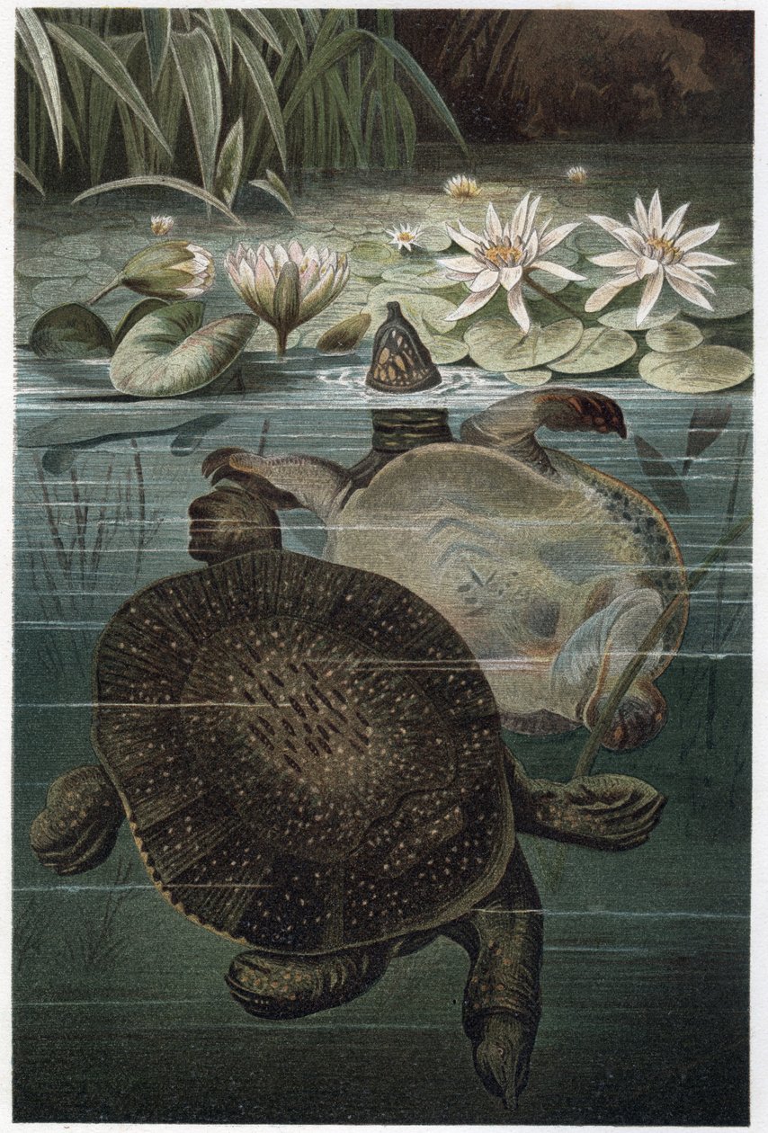 Tortue à carapace molle du Nil - La tortue à carapace molle d