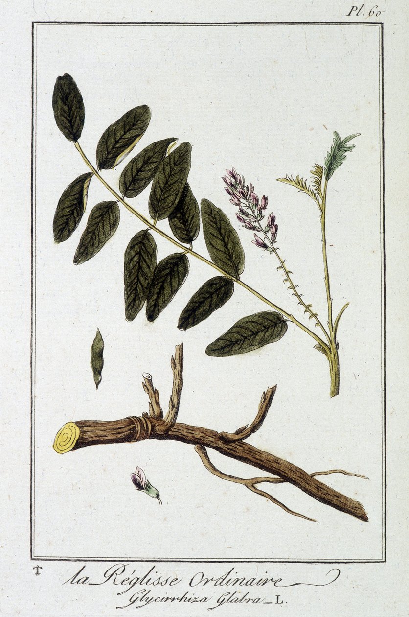 Réglisse ordinaire (Glycyrrhiza glabra) - dans « Exercices de botanique à l