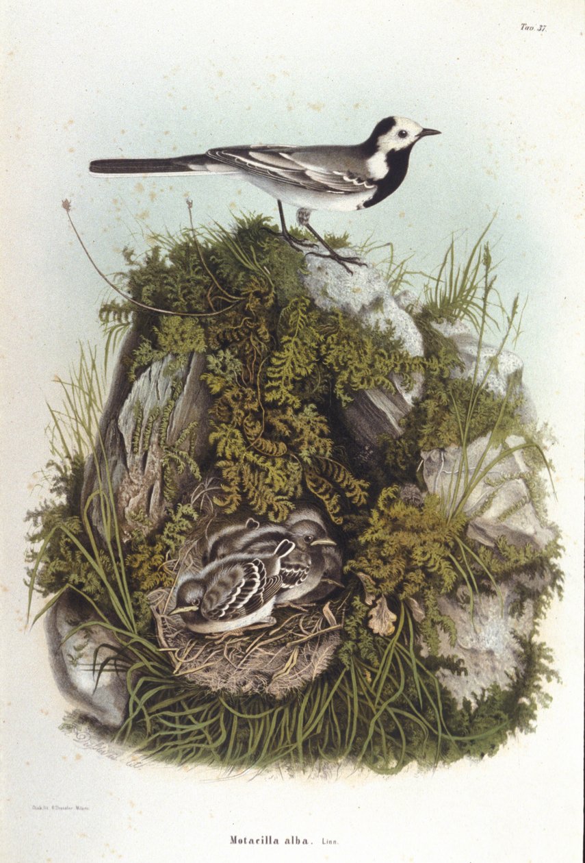 Ornithologie : une bergeronnette grise (motacilla alba) près du nid de ses petits. Planche de zoologie du 19ème siècle - Unknown artist