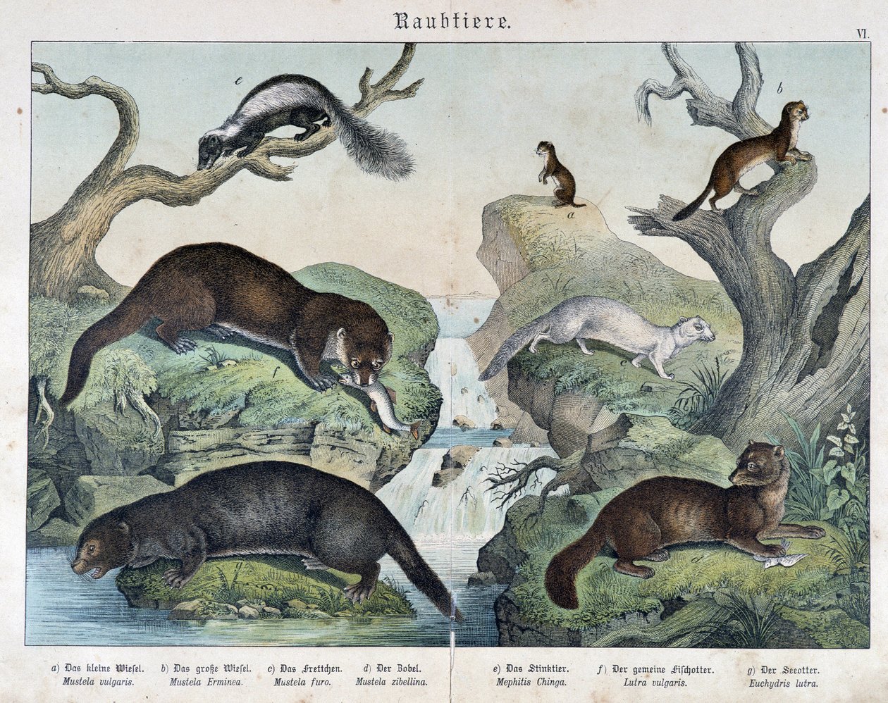 Loutres, furets, belette... - dans « Histoires naturelles des mammifères », éd. Schreiber - Unknown artist
