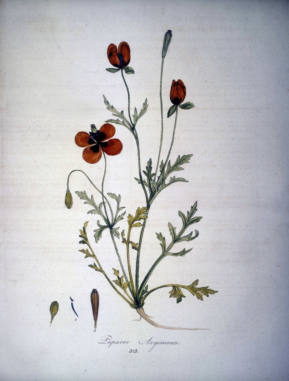 Papaver Argemone (Fleur et plante de pavot argemone). Herbier du 19ème siècle. - Unknown artist