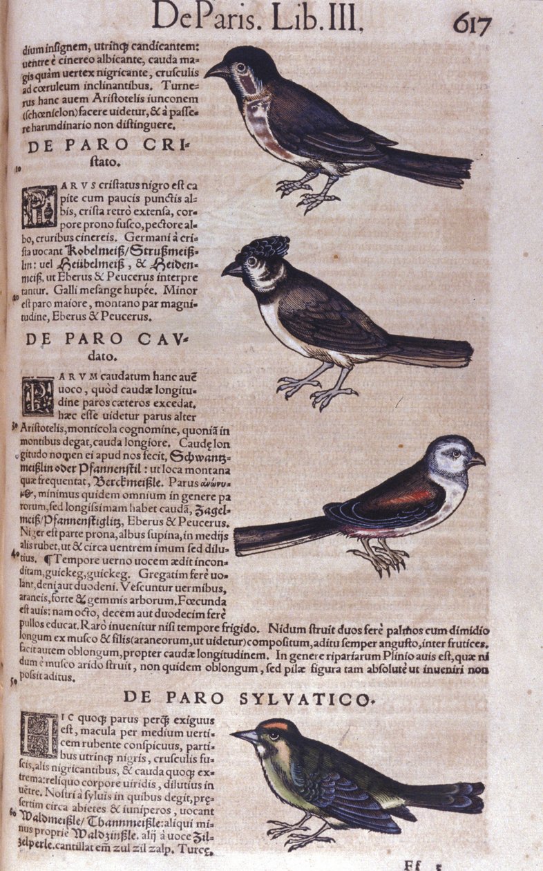 Passereaux dans Historia Animalium de Conrad Gesner (1516 - 1565), Tiguri - Unknown artist