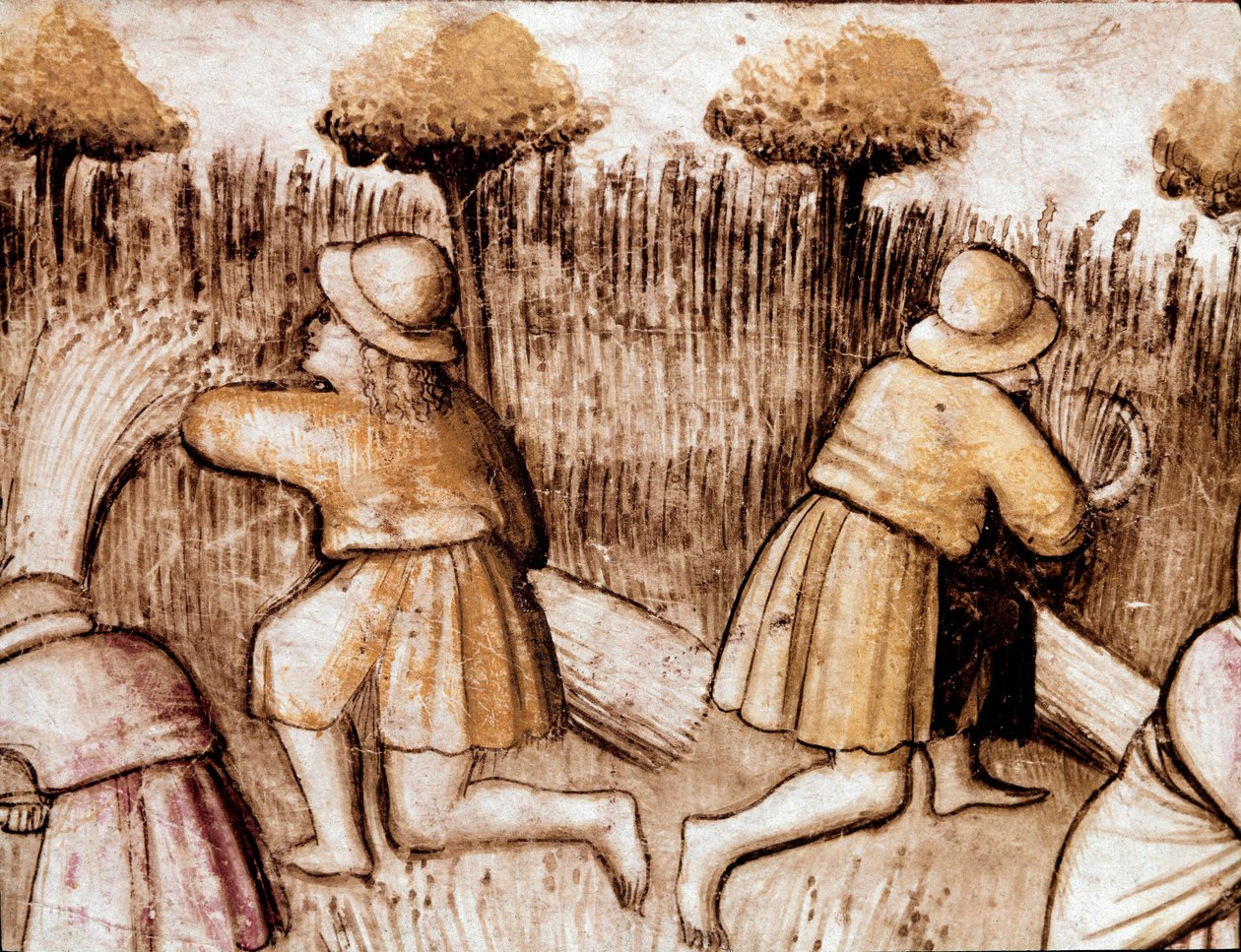 Paysans fauchant des blés Miniature du codex 212 (ou codice padovano ou Bible de Padoue) 1390-1400 Rovigo, Accademia dei Concordi - Unknown artist