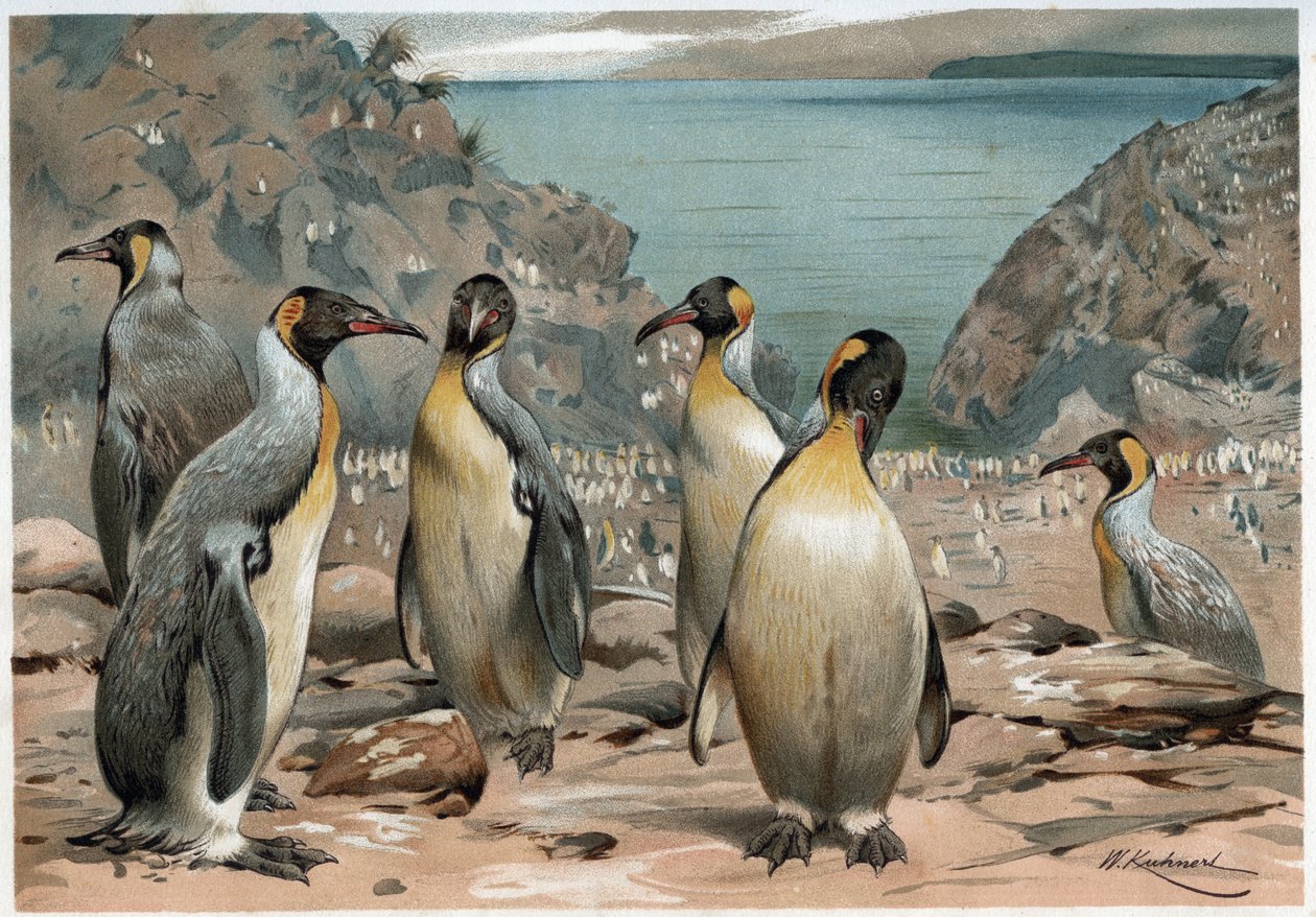 Pingouins - dans « La vita degli animali » par A E Brehm, Torino - Unknown artist