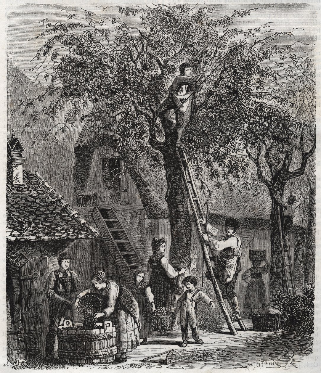 Cueillir des cerises - gravure de 1860 - Unknown artist