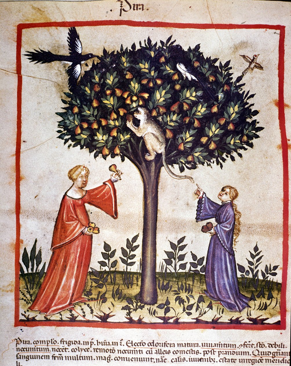 Cueillette des poires. Enluminure du « Tacuinum sanitatis ». - Unknown artist