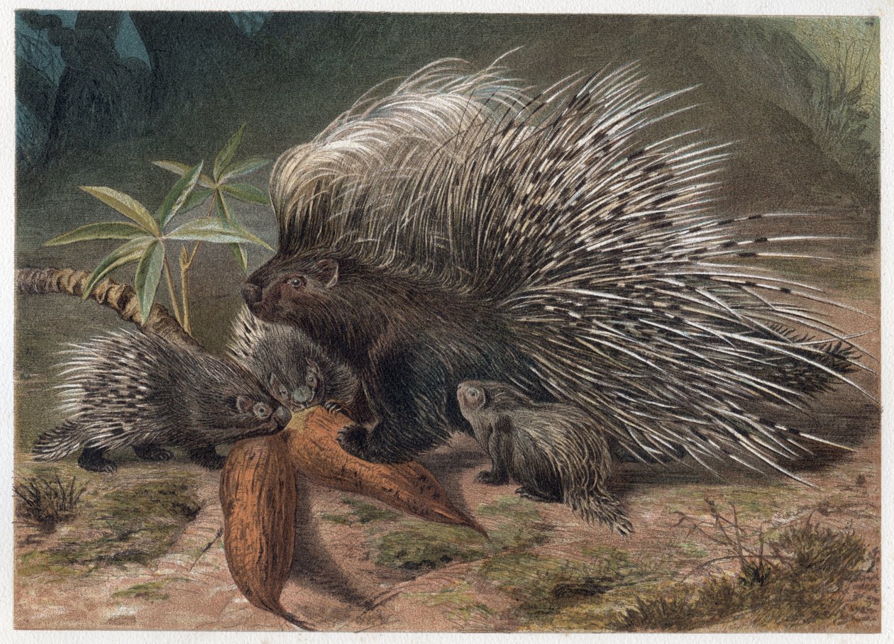 Porc-épic à crête - Le porc-épic à crête (Hystrix cristata) - gravure de "La vie des animaux" d