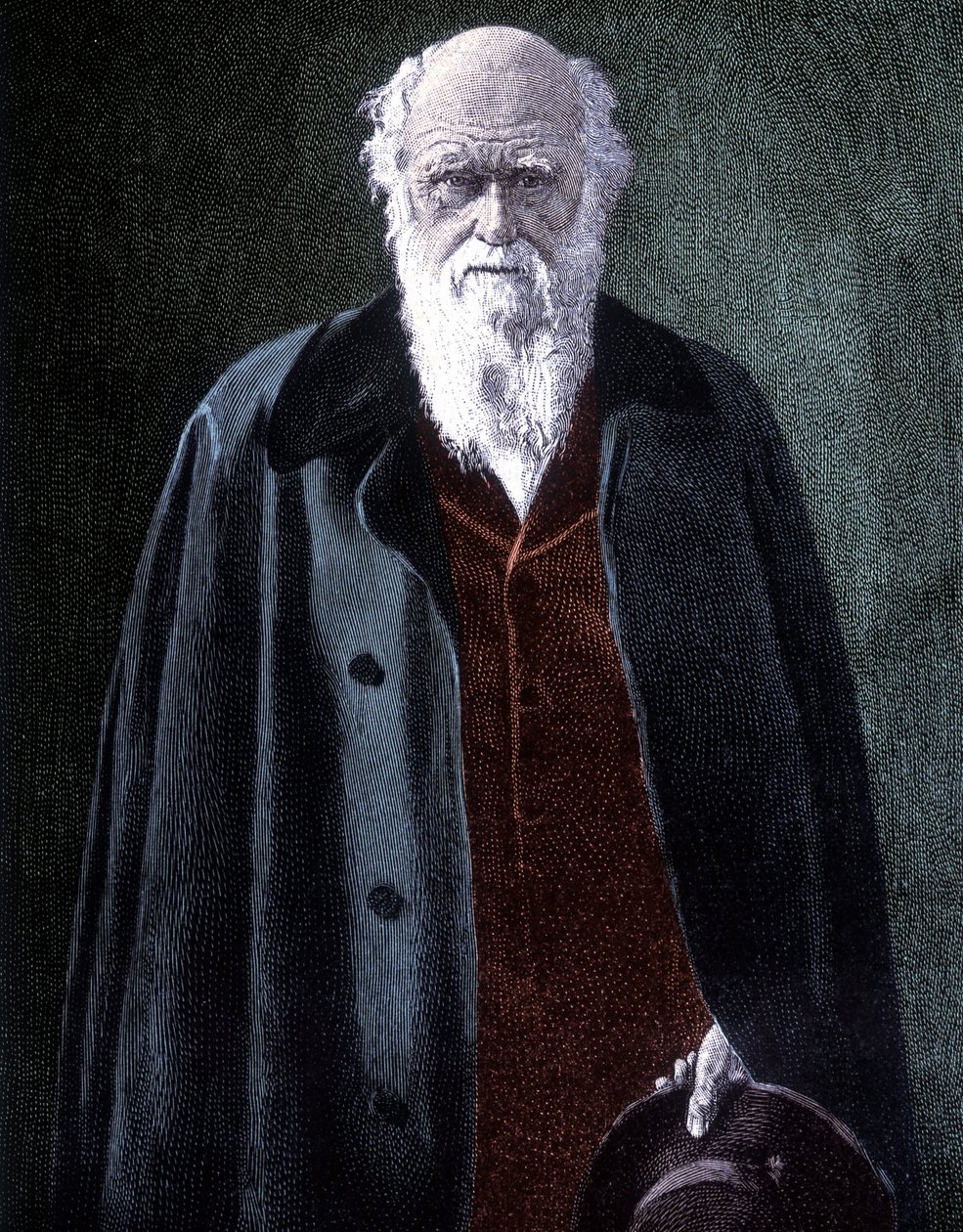 Portrait de Charles Darwin, naturaliste britannique (1809 - 1882) - Unknown artist