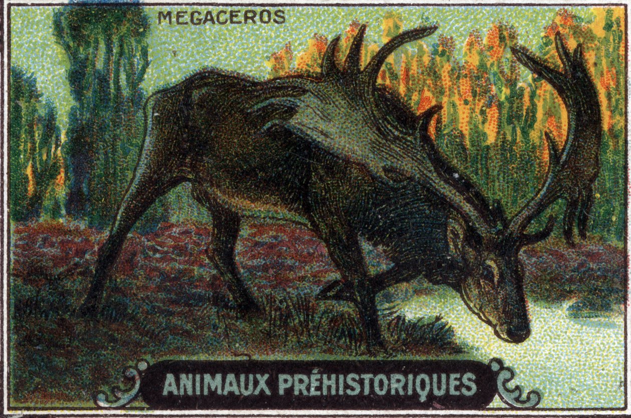 Animal préhistorique : un mégacéros. - Unknown Artist