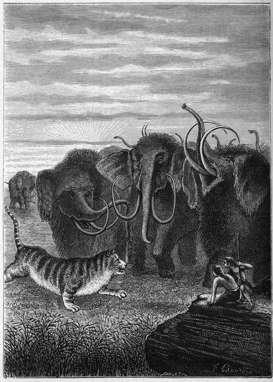 Préhistoire : Mammouths et chat géant des cavernes. Gravure de "Paris avant l