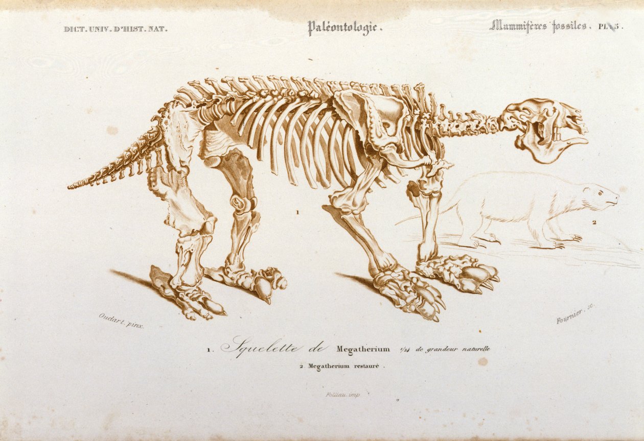 Préhistoire : squelette de mégathérium (paresseux terrestre de la famille des éléphants) mammifère fossile. Planche de paléontologie tirée du « Dictionnaire universel d