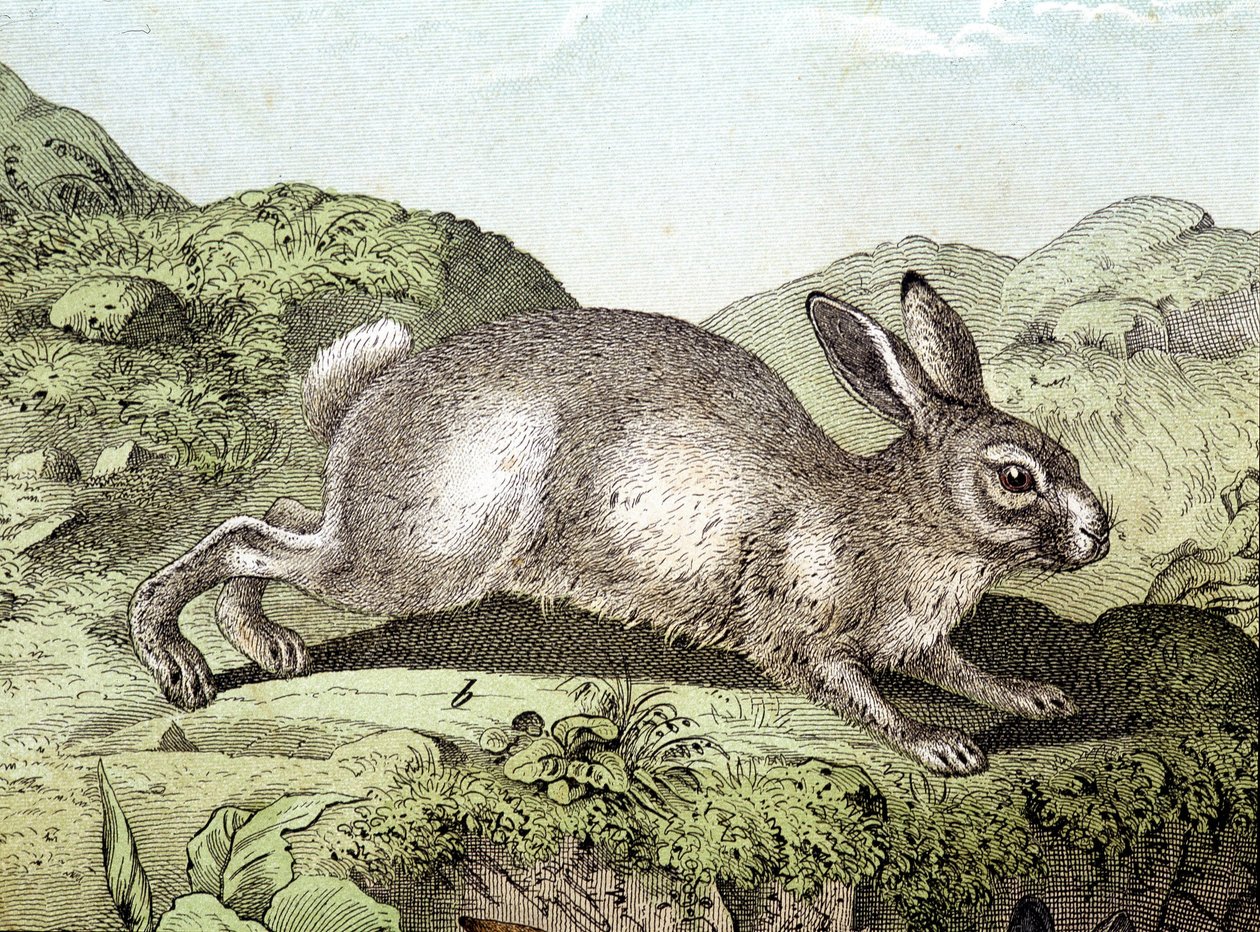 Lapin - dans «Histoire naturelle des mammifères», éd. Schreiber - Unknown artist