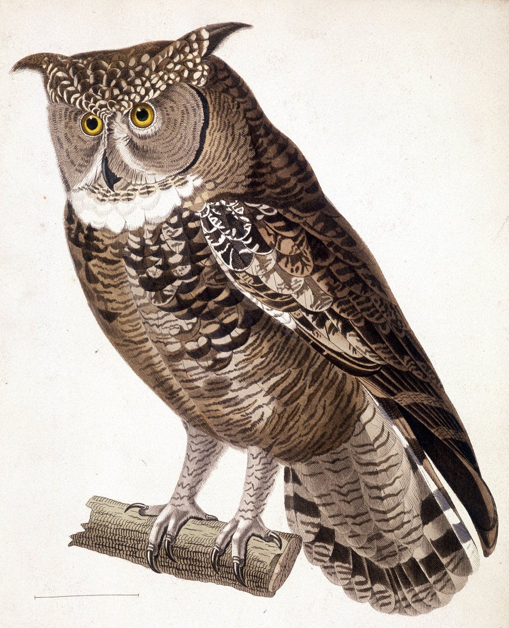 Rapace : hibou africain. Gravure du XIXe siècle - Unknown artist