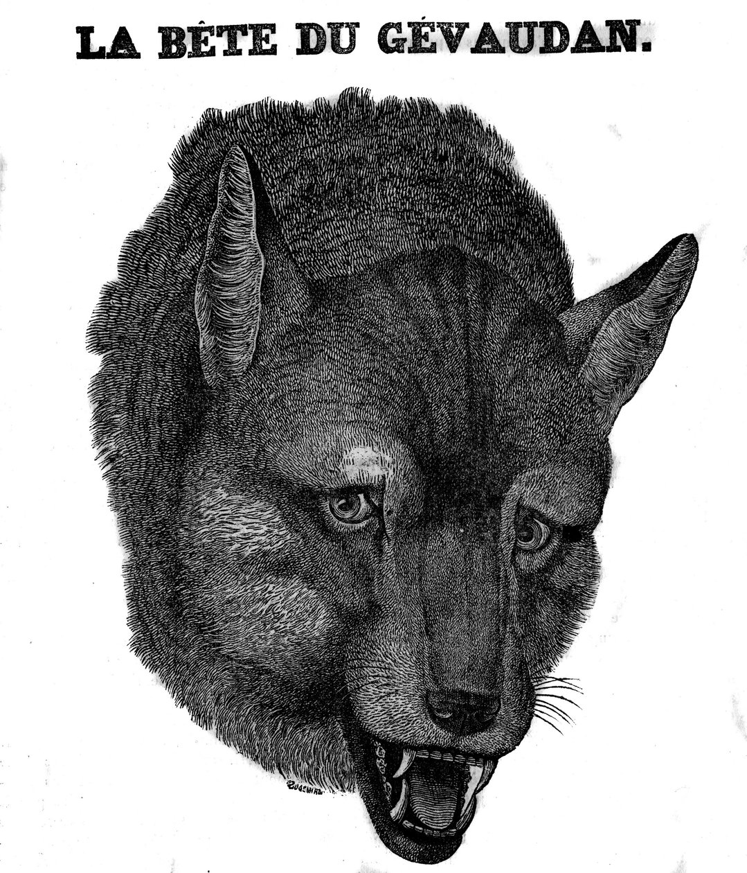 Représentation de la Bête du Gévaudan. - Unknown artist