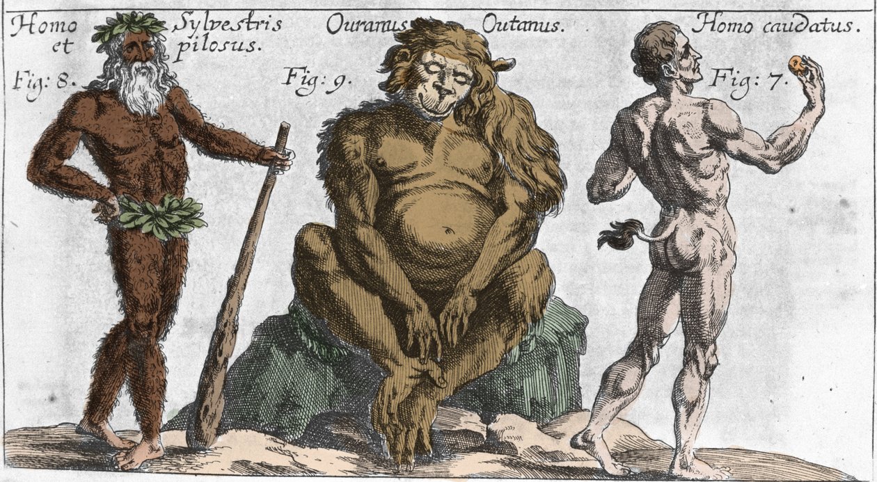 Représentations de diverses créatures monstrueuses : un homme de la forêt ou poilu, un singe orang-outan et un homme avec une queue. Planche de "Mundi Mirabilis Oeconomia" par Johann Zahn, sd. 1696. Milanais - Unknown artist