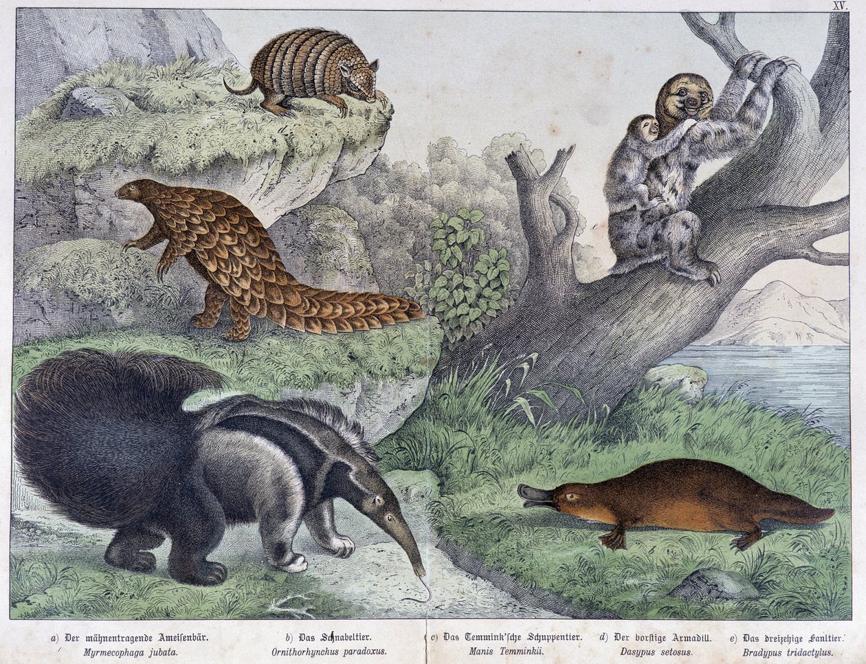 Rongeur: Tatou, paresseux, fourmilier - dans "Histoires naturelles des mammifères", éd. Schreiber - Unknown artist