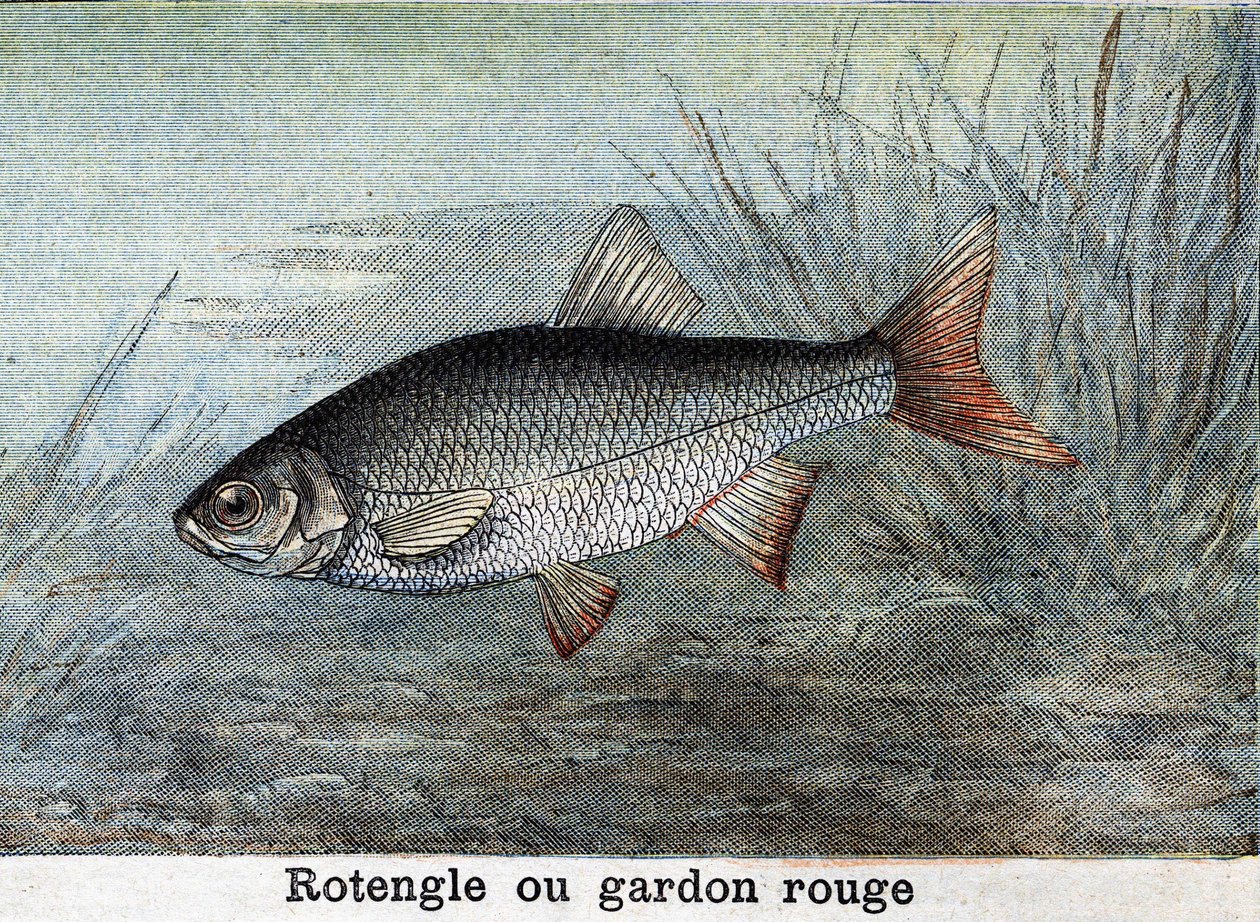 Rotengle ou gardon rouge gravure de 1898 - Unknown artist