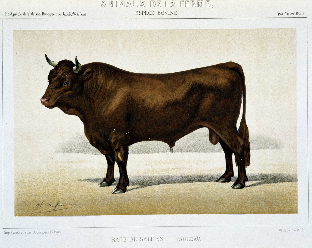 Taurus de race Salers - dans « Animaux de la ferme » - Unknown artist