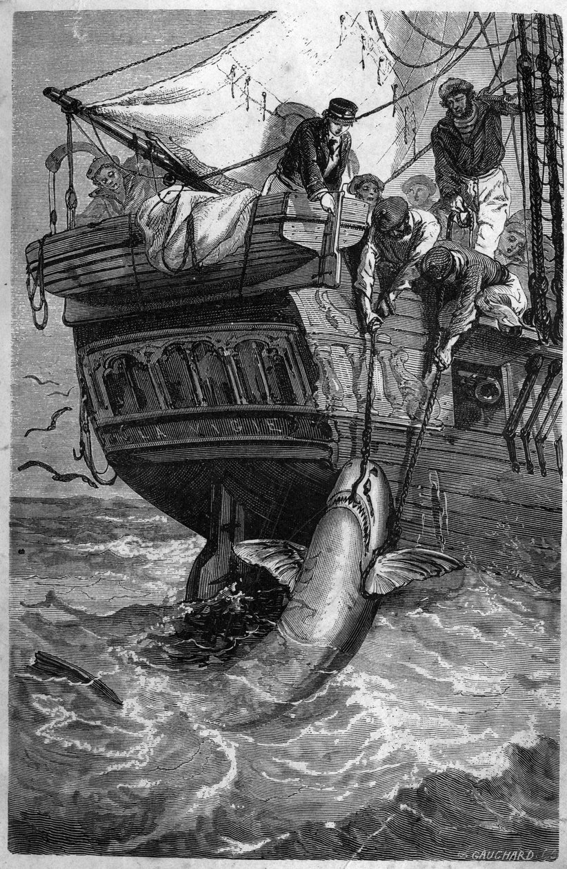 Pêche au requin. Gravure du XIXe siècle. Collection privée. - Unknown artist