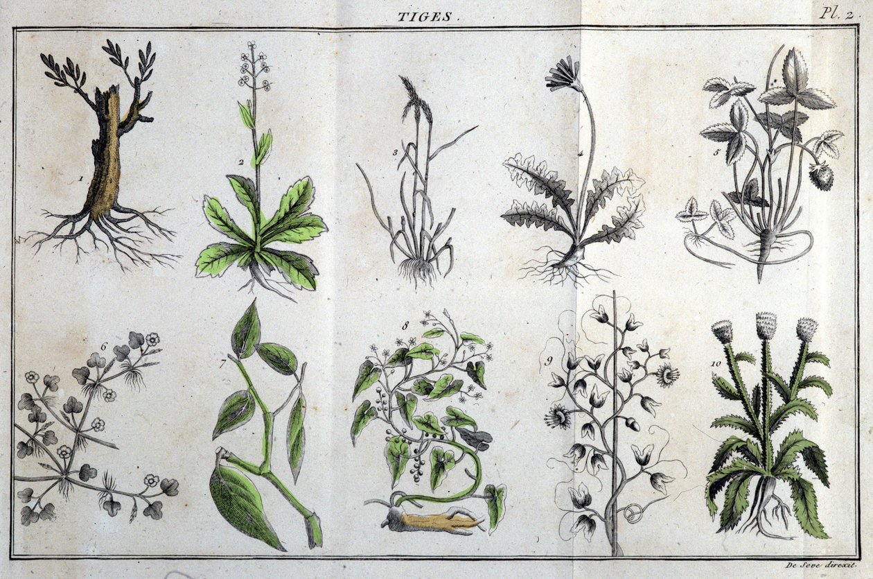 Tiges : dans « Flora Françoise, ou brève description de toutes les plantes qui croissent naturellement en France, arrangées selon une nouvelle méthode d