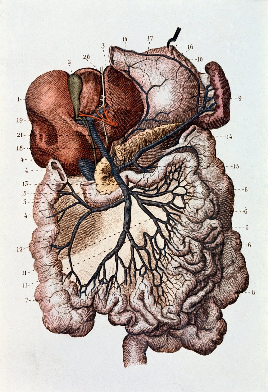 Étude du cerveau humain, hémisphères cérébraux et cervelet - Unknown artist