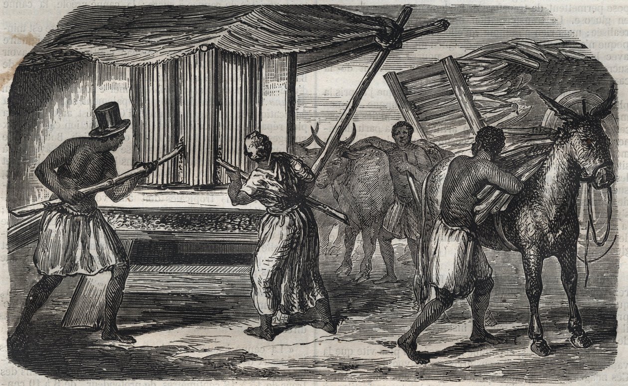 Fabrication du sucre : un moulin à canne à sucre dans une sucrerie aux Antilles. Gravure de 1859. - Unknown artist