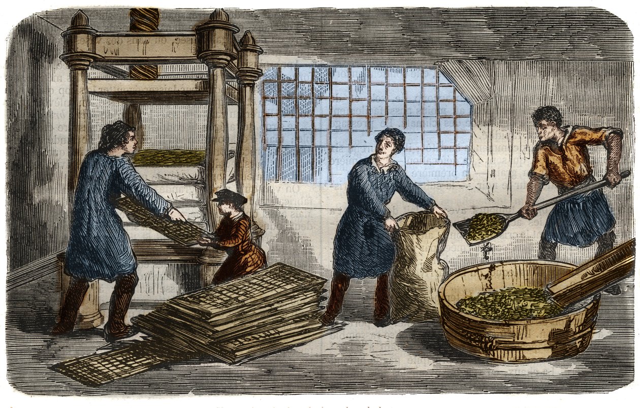 Fabrication du sucre : extraction du jus de pulpe de betterave. La pulpe est entassée dans des sacs empilés sous le plateau d
