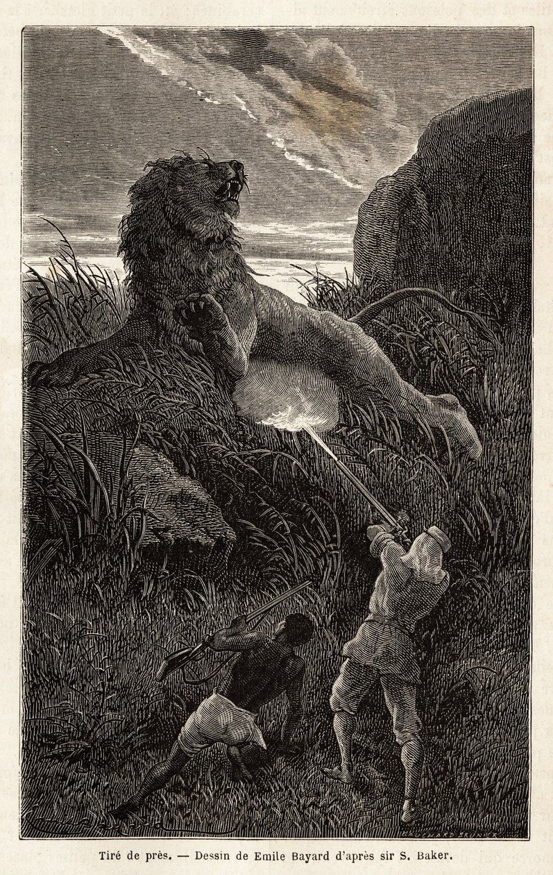 Surpris par un lion lors de la randonnée au lever du soleil, l