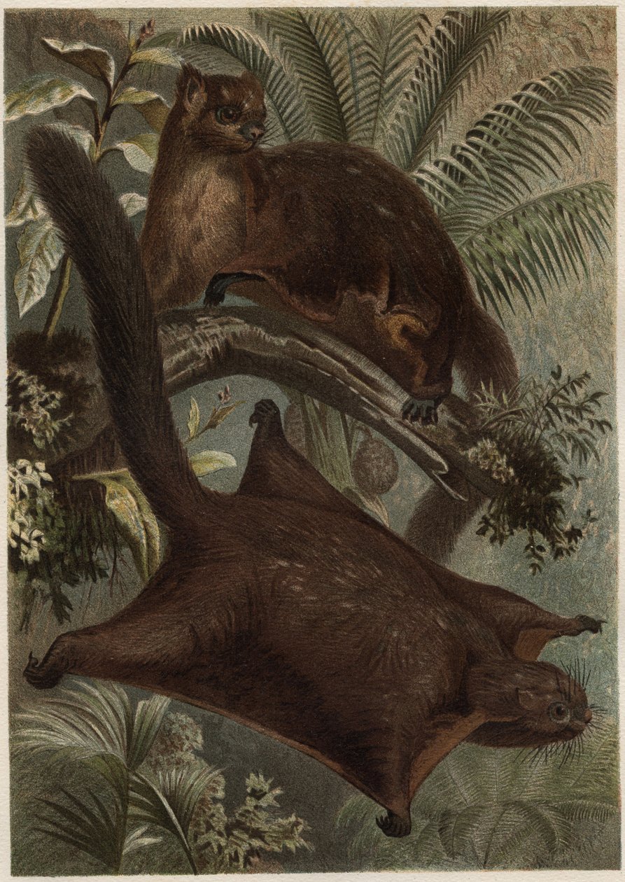 Taguan (écureuil volant) (famille Sciuridae) - gravure de « La Vie des Animaux » par Alfred Edmund Brehm (1829-1884) - Unknown artist