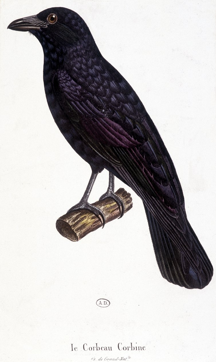 Le Corbeau Corbine - planche d